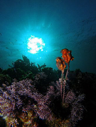 Ascidians, Clovelly by Doug Anderson 